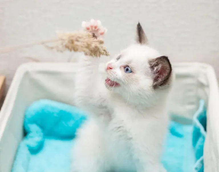 Vet-City-Geneve-chat-couveuse-joue-768×603
